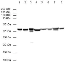 Western blot - Anti-GAPDH antibody [mAbcam 9484] - Loading Control (AB9484)