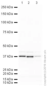 Western blot - Anti-GAPDH antibody [mAbcam 9484] - Loading Control (AB9484)