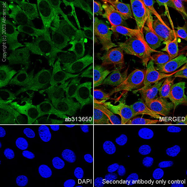 Immunocytochemistry/ Immunofluorescence - Anti-GAPDH antibody [RM1050] - Loading Control (ab313650), expandable thumbnail