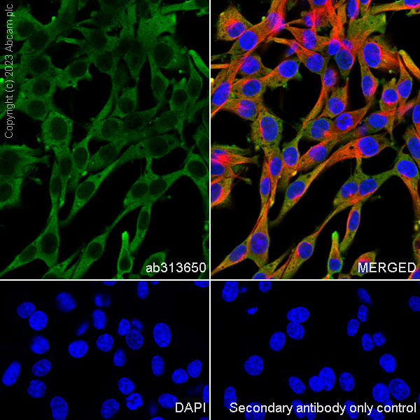 Immunocytochemistry/ Immunofluorescence - Anti-GAPDH antibody [RM1050] - Loading Control (ab313650), expandable thumbnail