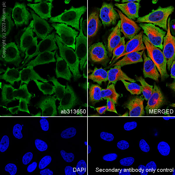 Immunocytochemistry/ Immunofluorescence - Anti-GAPDH antibody [RM1050] - Loading Control (ab313650), expandable thumbnail
