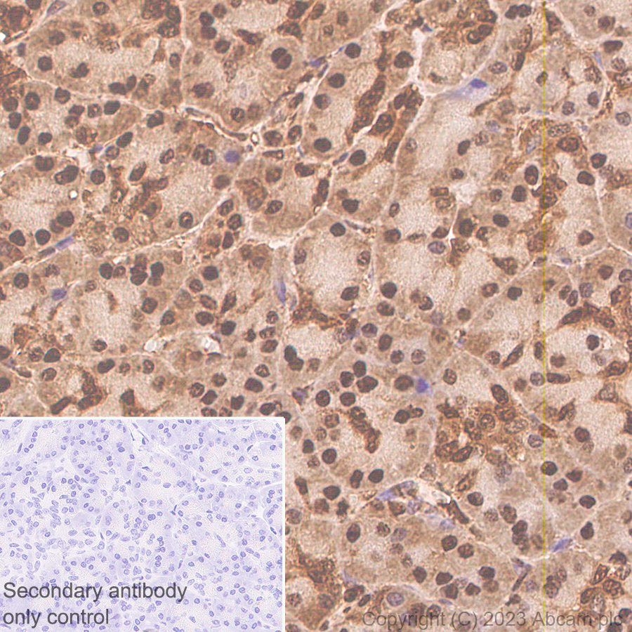 Immunohistochemistry (Formalin/PFA-fixed paraffin-embedded sections) - Anti-GAPDH antibody [RM1050] - Loading Control (ab313650), expandable thumbnail