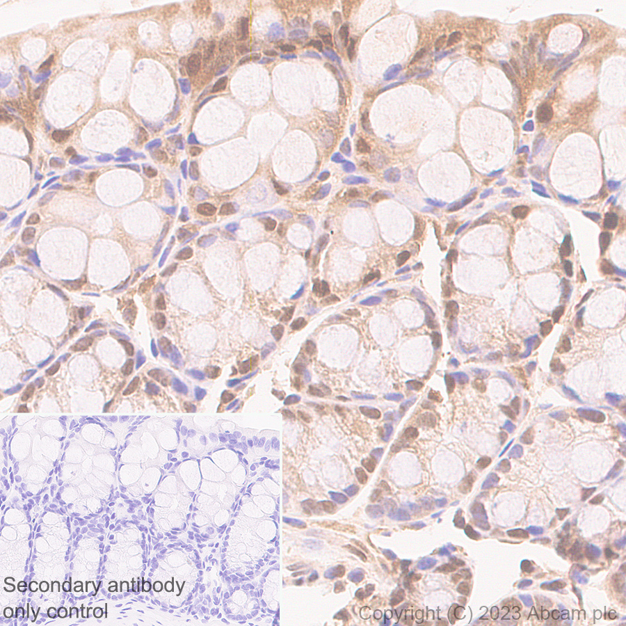 Immunohistochemistry (Formalin/PFA-fixed paraffin-embedded sections) - Anti-GAPDH antibody [RM1050] - Loading Control (AB313650), expandable thumbnail