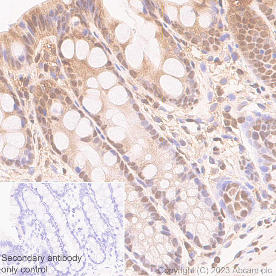 Immunohistochemistry (Formalin/PFA-fixed paraffin-embedded sections) - Anti-GAPDH antibody [RM1050] - Loading Control (AB313650), expandable thumbnail