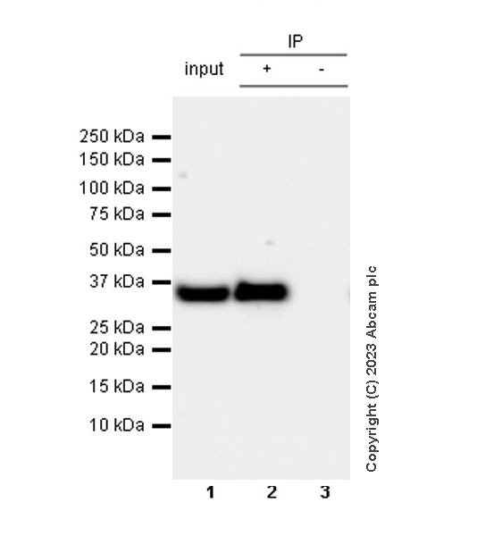 Immunoprecipitation - Anti-GAPDH antibody [RM1050] - Loading Control (AB313650), expandable thumbnail