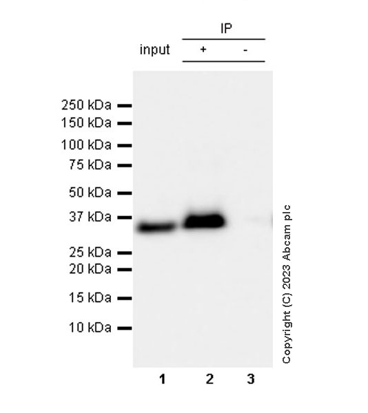 Immunoprecipitation - Anti-GAPDH antibody [RM1050] - Loading Control (AB313650), expandable thumbnail
