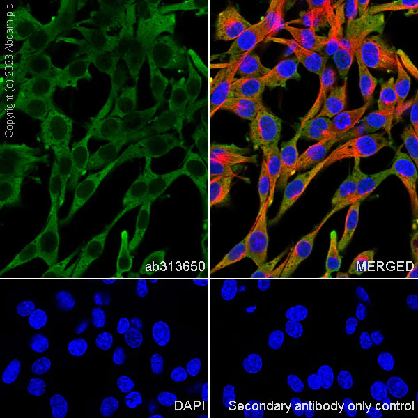 Immunocytochemistry/ Immunofluorescence - Anti-GAPDH antibody [RM1050] - Loading Control - BSA and Azide free (AB313651)
