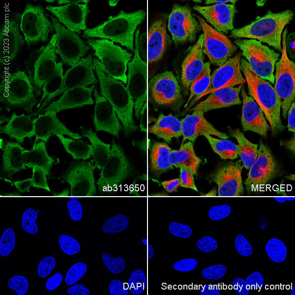 Immunocytochemistry/ Immunofluorescence - Anti-GAPDH antibody [RM1050] - Loading Control - BSA and Azide free (AB313651)