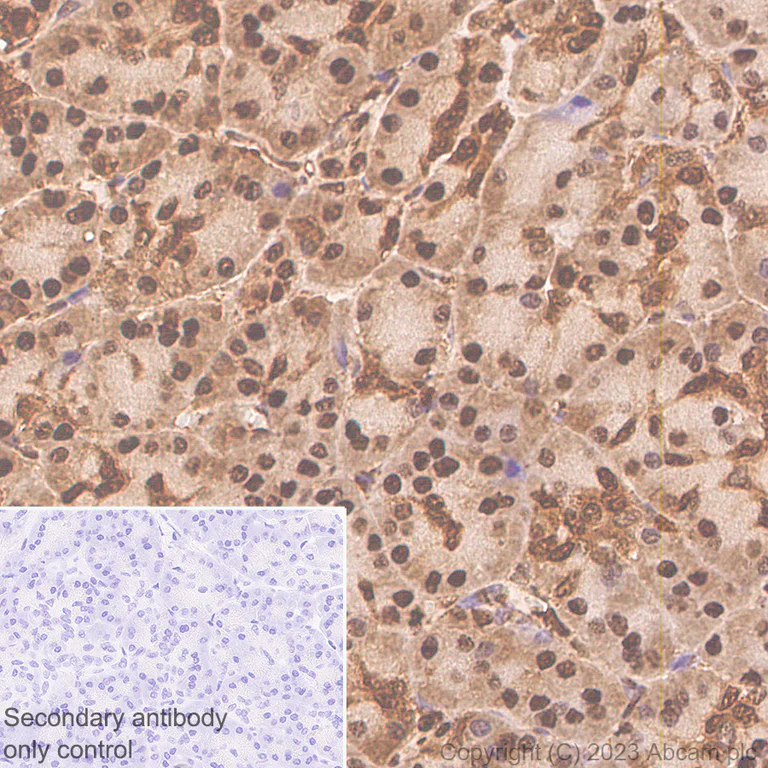 Immunohistochemistry (Formalin/PFA-fixed paraffin-embedded sections) - Anti-GAPDH antibody [RM1050] - Loading Control - BSA and Azide free (AB313651)