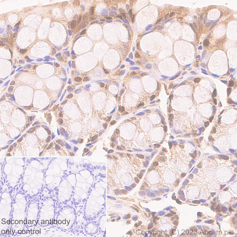 Immunohistochemistry (Formalin/PFA-fixed paraffin-embedded sections) - Anti-GAPDH antibody [RM1050] - Loading Control - BSA and Azide free (AB313651)