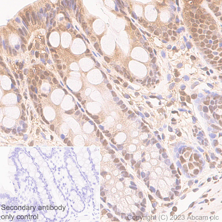 Immunohistochemistry (Formalin/PFA-fixed paraffin-embedded sections) - Anti-GAPDH antibody [RM1050] - Loading Control - BSA and Azide free (AB313651)