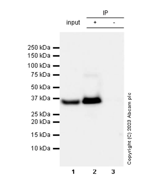 Immunoprecipitation - Anti-GAPDH antibody [RM1050] - Loading Control - BSA and Azide free (AB313651)
