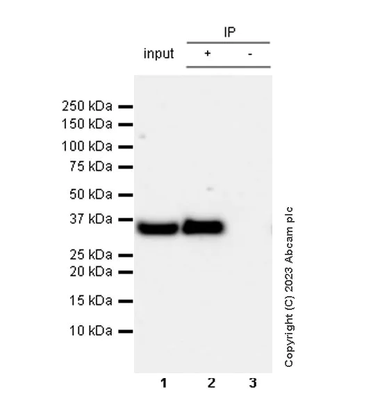 Immunoprecipitation - Anti-GAPDH antibody [RM1050] - Loading Control - BSA and Azide free (AB313651)