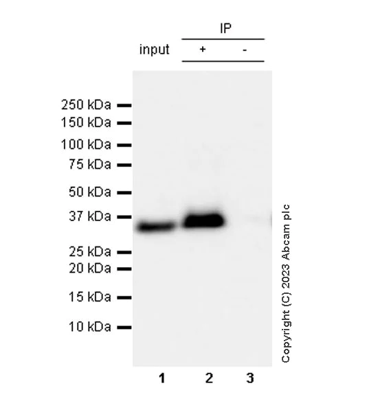 Immunoprecipitation - Anti-GAPDH antibody [RM1050] - Loading Control - BSA and Azide free (AB313651)