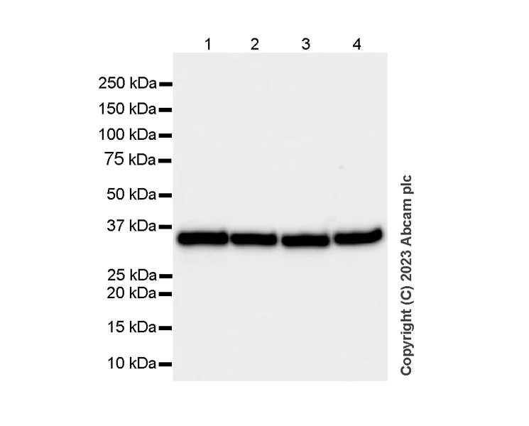 Western blot - Anti-GAPDH antibody [RM1050] - Loading Control - BSA and Azide free (AB313651)