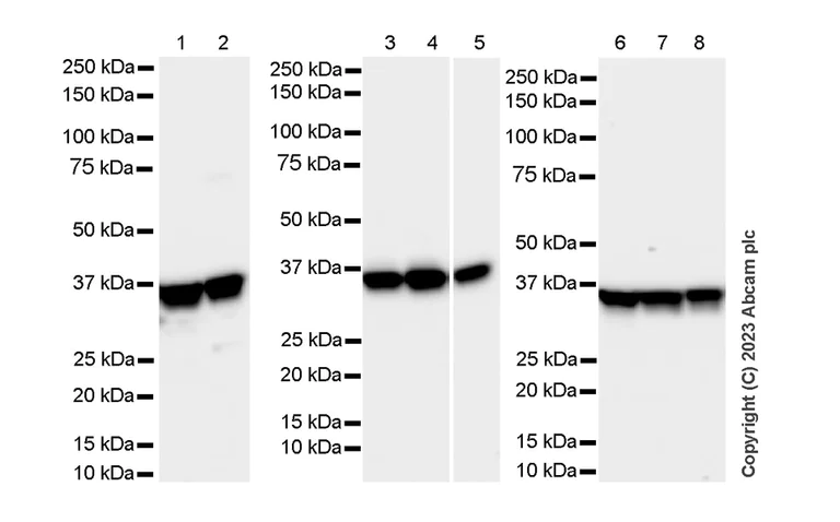 Western blot - Anti-GAPDH antibody [RM1050] - Loading Control - BSA and Azide free (AB313651)
