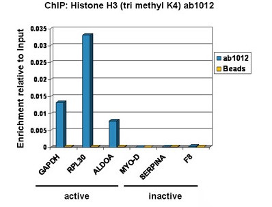 ChIP - GAPDH positive control ChIP primer pair (AB267832), expandable thumbnail