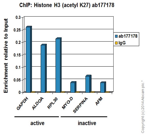 ChIP - GAPDH positive control ChIP primer pair (AB267832), expandable thumbnail