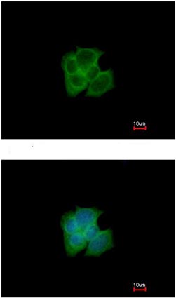 Immunocytochemistry/ Immunofluorescence - Anti-GAPDS antibody (AB153802), expandable thumbnail