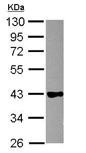 Western blot - Anti-GAPDS antibody (AB153802)