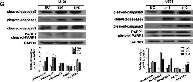 Western blot - Anti-GAPDS antibody (AB153802)
