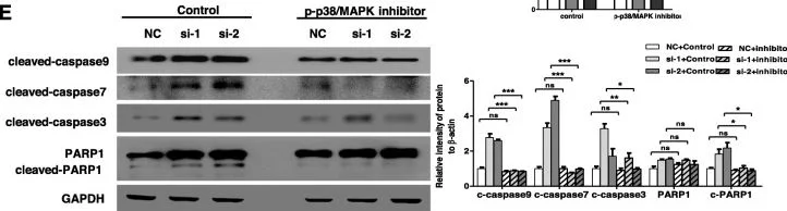 Western blot - Anti-GAPDS antibody (AB153802)