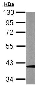 Western blot - Anti-GAPDS antibody (AB153802), expandable thumbnail