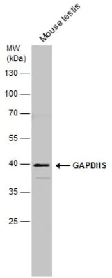 Western blot - Anti-GAPDS antibody (AB153802)