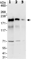 Western blot - Anti-GAPex 5 antibody (AB86033)