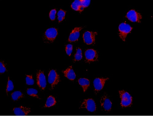 Immunocytochemistry/ Immunofluorescence - Anti-GARNL1 antibody [EPR13592-38] - BSA and Azide free (AB250623), expandable thumbnail