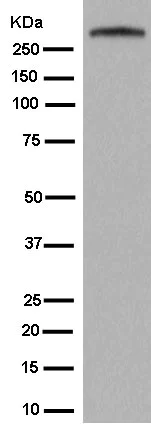 Western blot - Anti-GARNL1 antibody [EPR13592-38] - BSA and Azide free (AB250623)