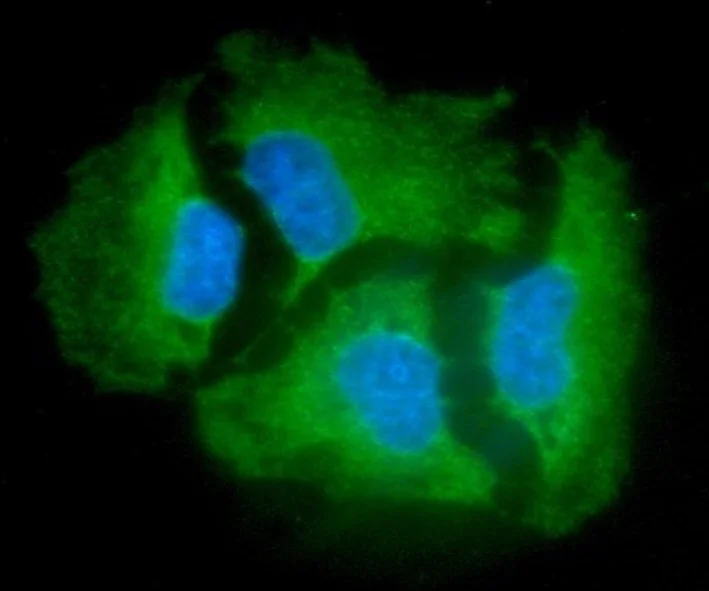 Immunocytochemistry - Anti-GARS antibody [AT4E10] (AB282154)