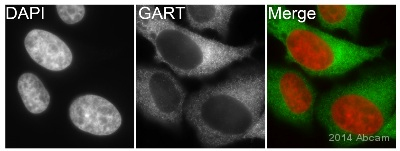 Immunocytochemistry/ Immunofluorescence - Anti-GART antibody [EPR11622] (AB169550), expandable thumbnail