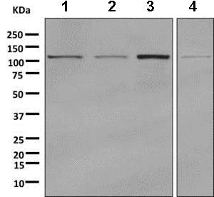 Western blot - Anti-GART antibody [EPR11622] - BSA and Azide free (AB249500)