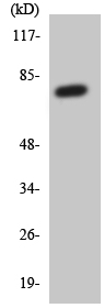 Western blot - Anti-GAS 6 antibody (AB136249)