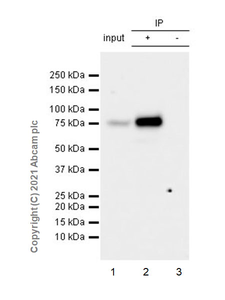Immunoprecipitation - Anti-GAS 6 antibody [EPR23931-27] (AB264098), expandable thumbnail
