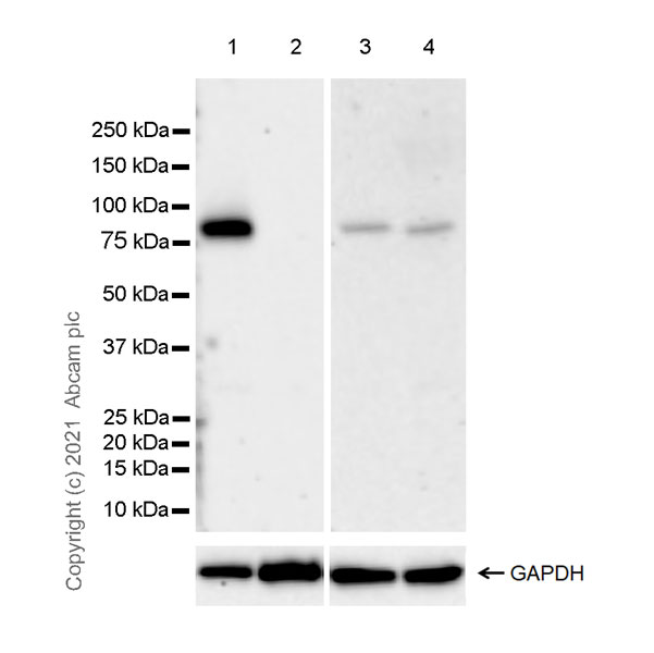 Western blot - Anti-GAS 6 antibody [EPR23931-27] (AB264098), expandable thumbnail
