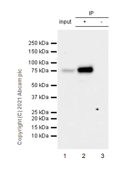Immunoprecipitation - Anti-GAS 6 antibody [EPR23931-27] - BSA and Azide free (AB280361)