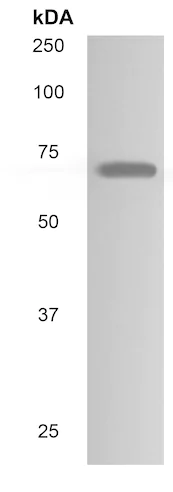 Western blot - Anti-GAS 6 antibody [RM0084-6J2] (AB86059)