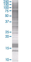 GAS 6 overexpression 293T lysate (whole cell)