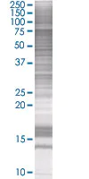 SDS-PAGE - GAS 6 overexpression 293T lysate (whole cell) (AB94148)