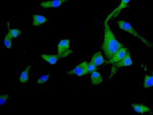 Anti-GAS-7 antibody [EPR11129(B)]
