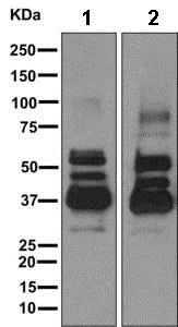 Western blot - Anti-GAS-7 antibody [EPR11129(B)] (AB168370)
