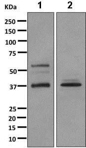 Western blot - Anti-GAS-7 antibody [EPR11129(B)] (AB168370)