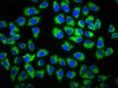 Immunocytochemistry/ Immunofluorescence - Anti-Gas1 antibody (AB236618)