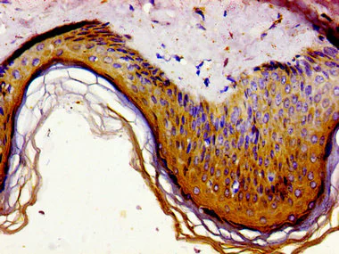 Immunohistochemistry (Formalin/PFA-fixed paraffin-embedded sections) - Anti-Gas1 antibody (AB236618)