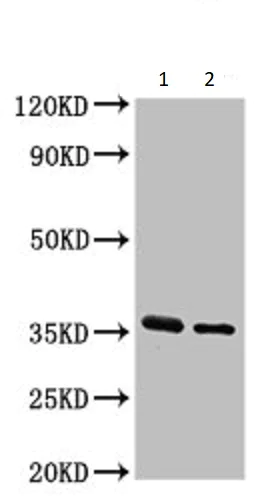 Western blot - Anti-Gas1 antibody (AB236618)