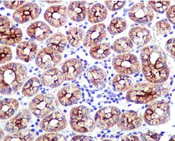 Immunohistochemistry (Formalin/PFA-fixed paraffin-embedded sections) - Anti-GAS2 antibody [EPR1742(2)] (AB109762)