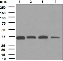 Western blot - Anti-GAS2 antibody [EPR1742(2)] (AB109762)