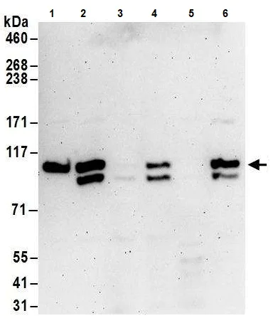 Western blot - Anti-GAS2L3 antibody (AB241364)